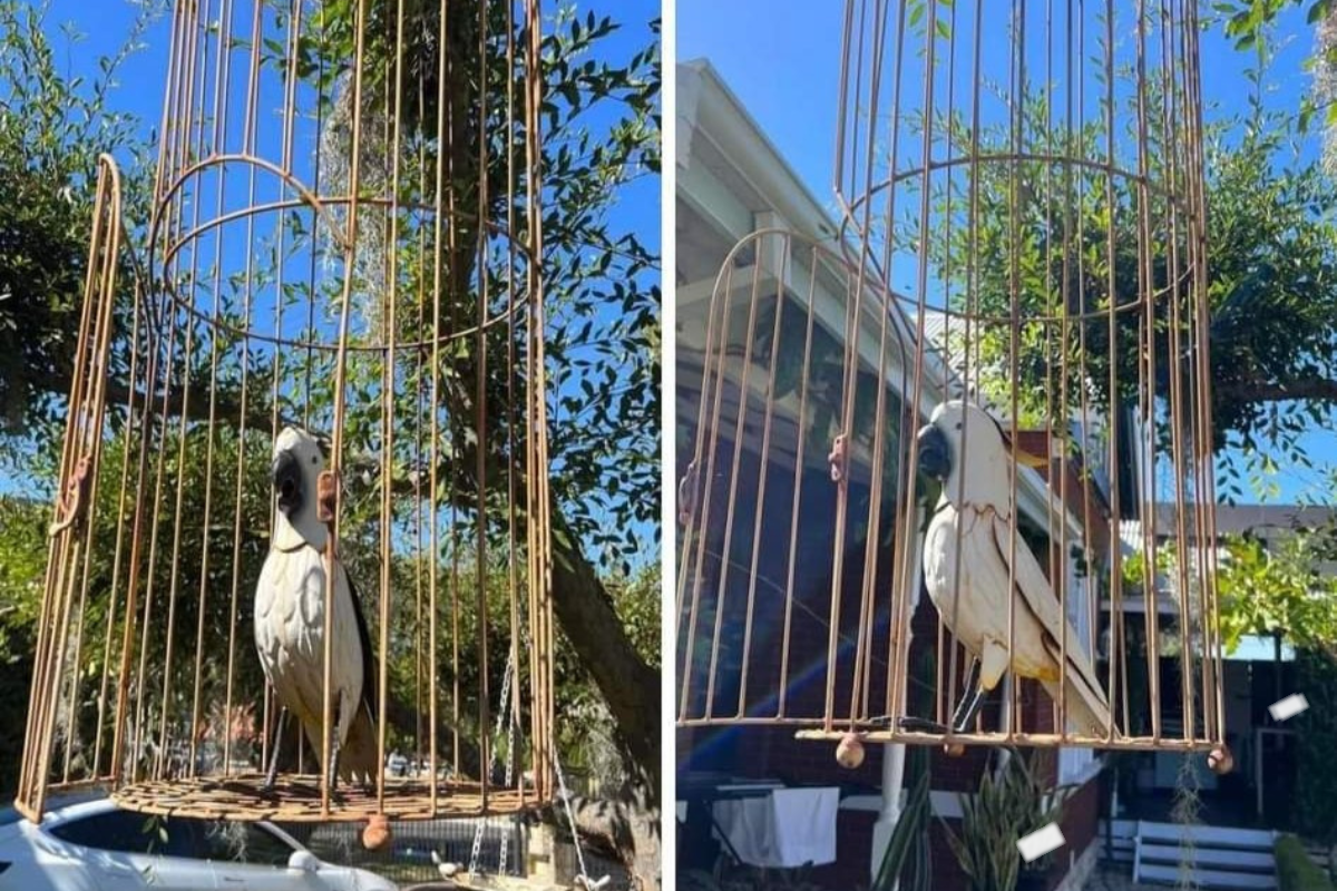 Article image for RSPCA left in stitches after neighbours ‘cockatoo’ blunder