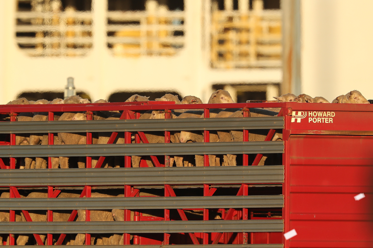 Article image for Pastoralists say blanket ban of sheep exports will impact livelihoods