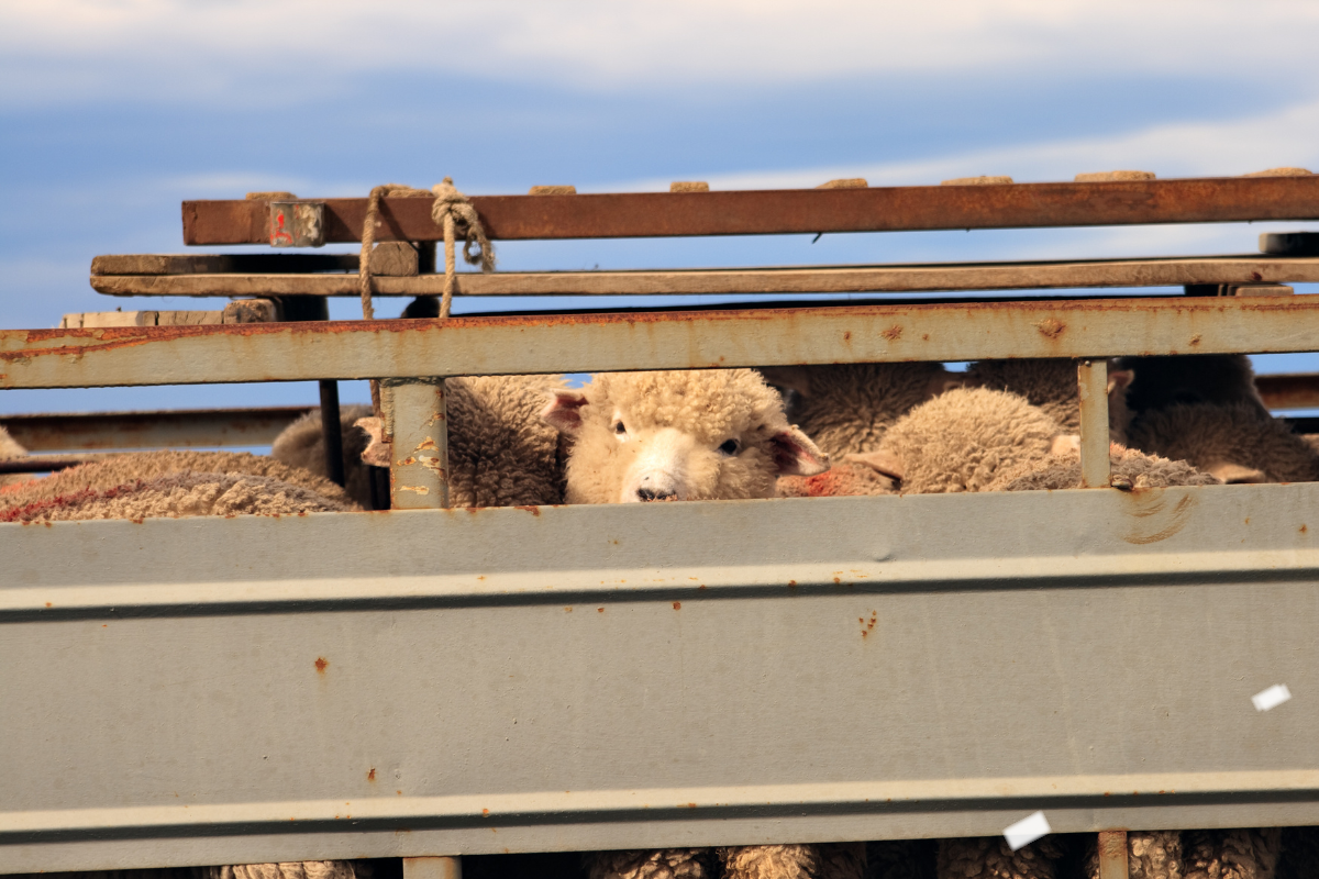 Article image for Panel of experts to oversee phase out of live sheep export trade in WA