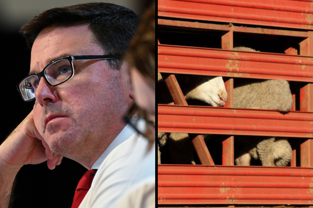 Article image for Nats label live export debate a ‘sham’