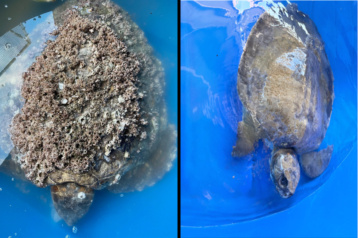 Article image for Turtle covered in 4kg of barnacles brought back from the brink of death