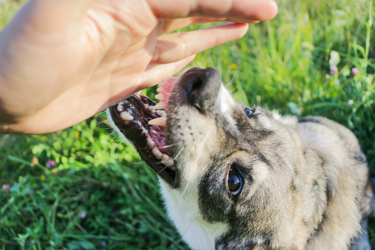 Article image for Uncovering the facts and myths behind our relationships with dogs