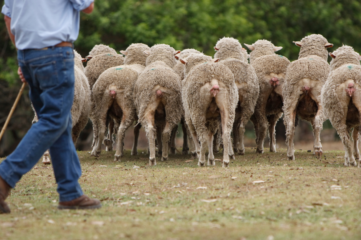 Article image for Calls for agriculture reform after high number of workplace deaths