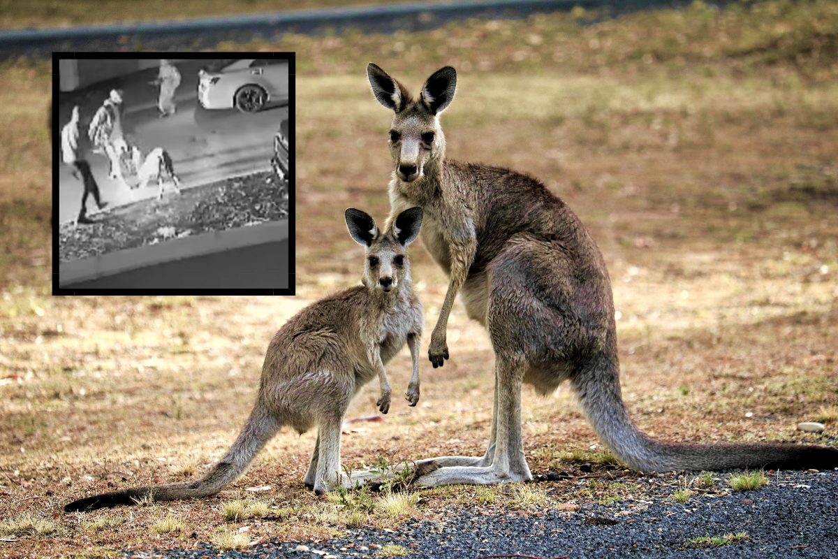 Article image for Residents have had enough of “disgusting” attacks on Kangaroos