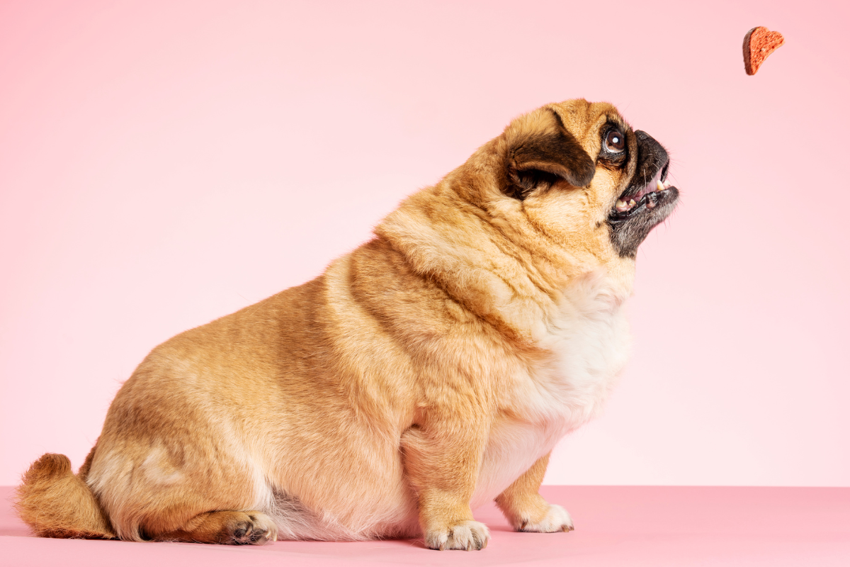 Article image for Why pet obesity is becoming a major issue