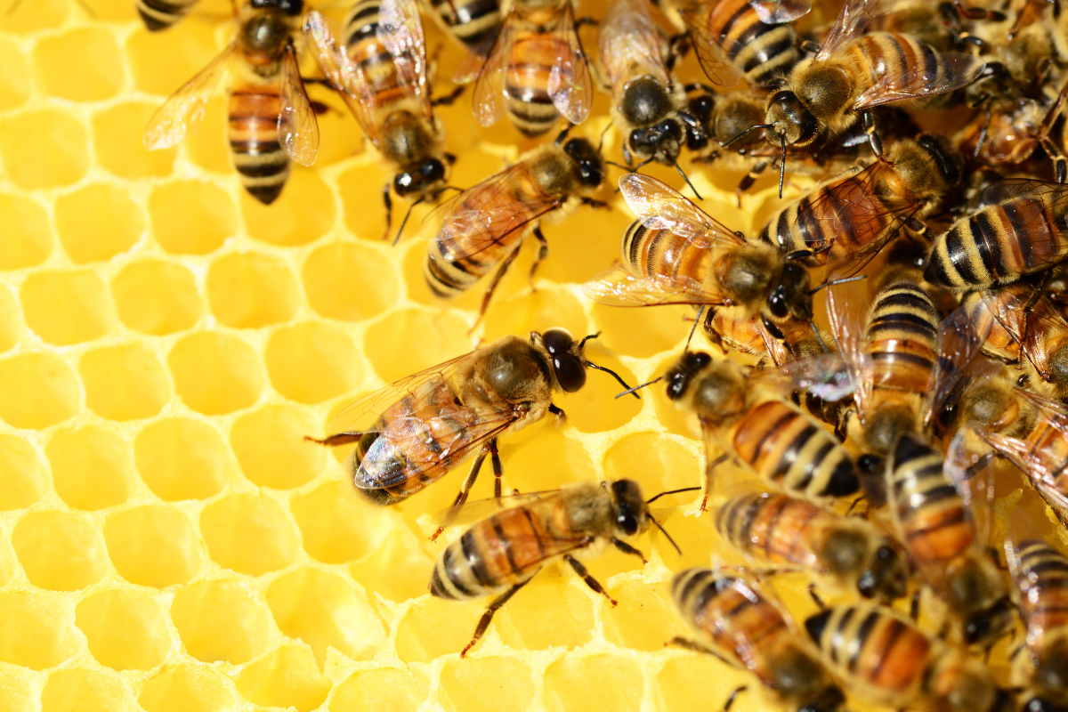 Article image for Everyone’s a-buzz for World Bee Day