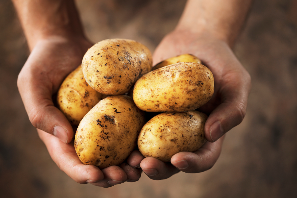 Article image for Australia’s potato shortage is forcing chefs to get creative