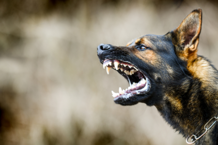 Canning Council considers canine attack budget