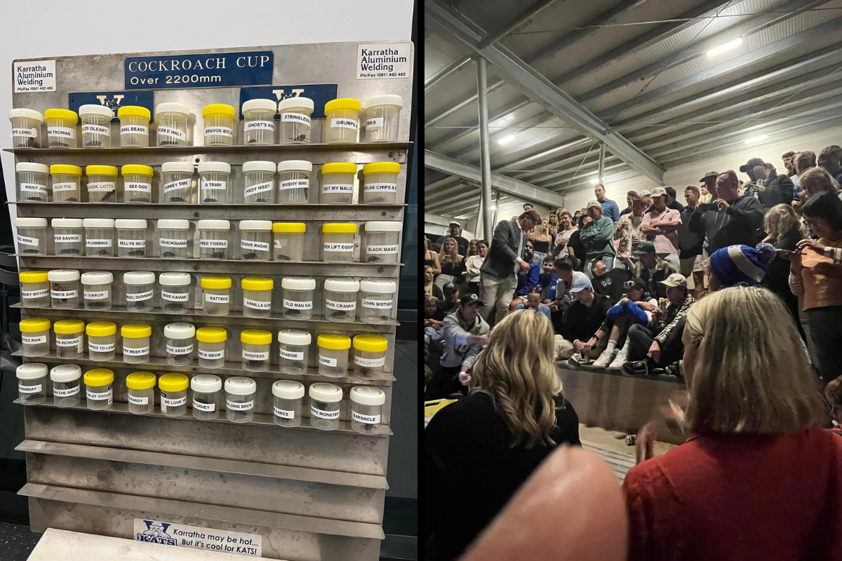 Article image for Racing roaches: Revive Raider the winner in Karratha’s Cockroach Cup