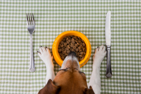 Are we feeding our pets properly? New studies suggest not