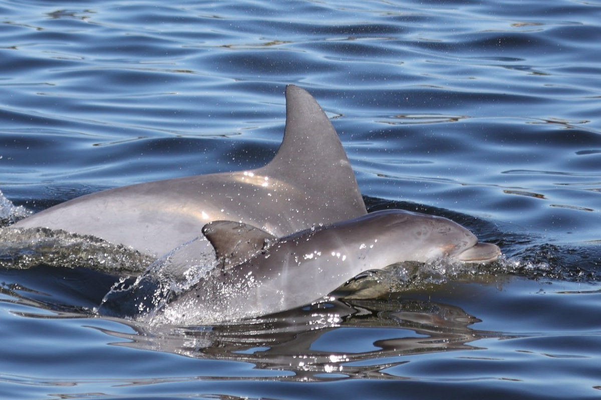 Article image for Swan River dolphins struggling to survive