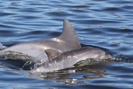 Swan River dolphins struggling to survive