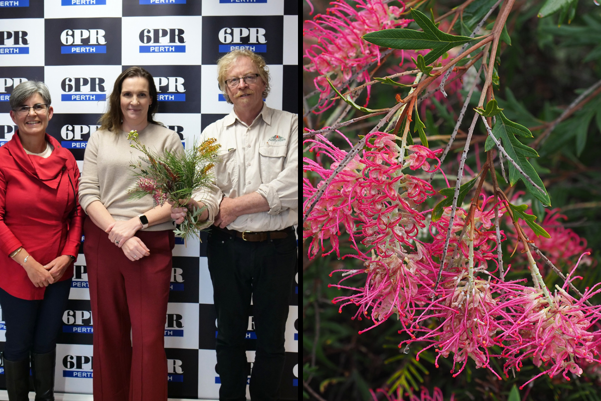 Article image for New Kings Park-cultivated plant celebrates 150 years of floral memories