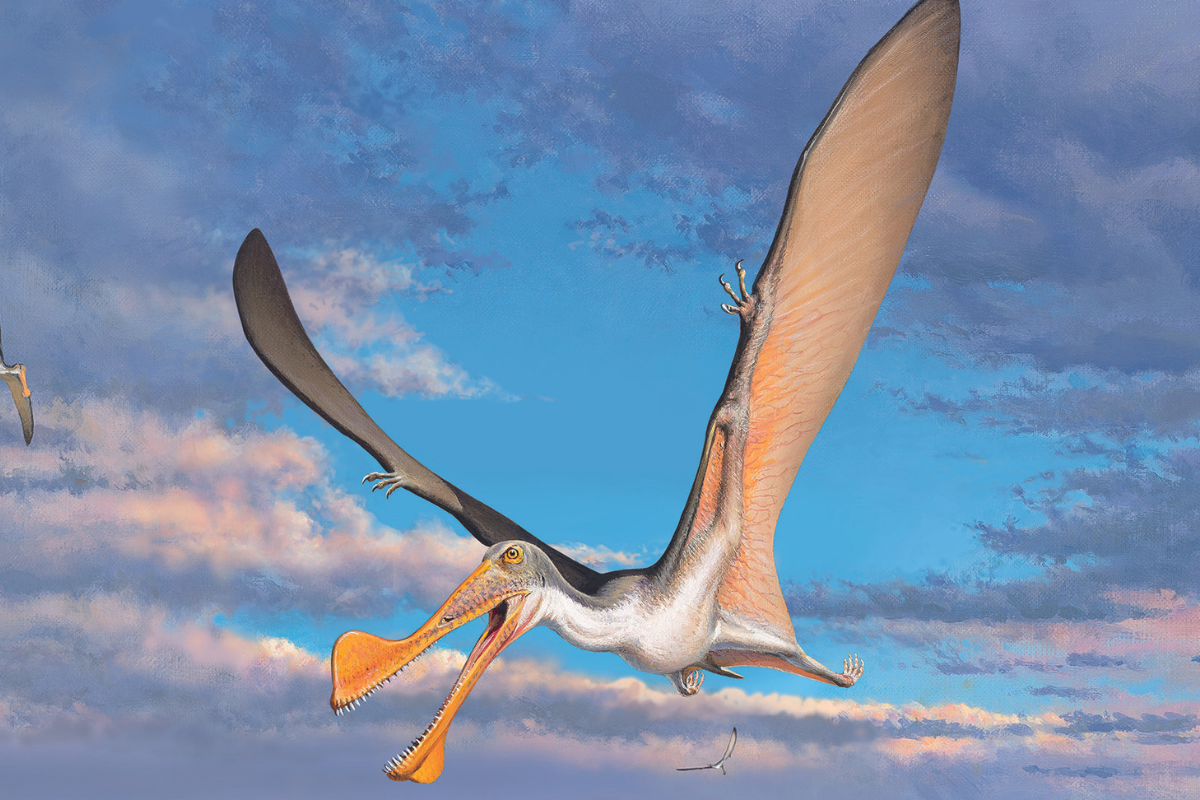 Article image for Flying dinosaurs: 107-million-year-old Pterosaur bones oldest in Australia
