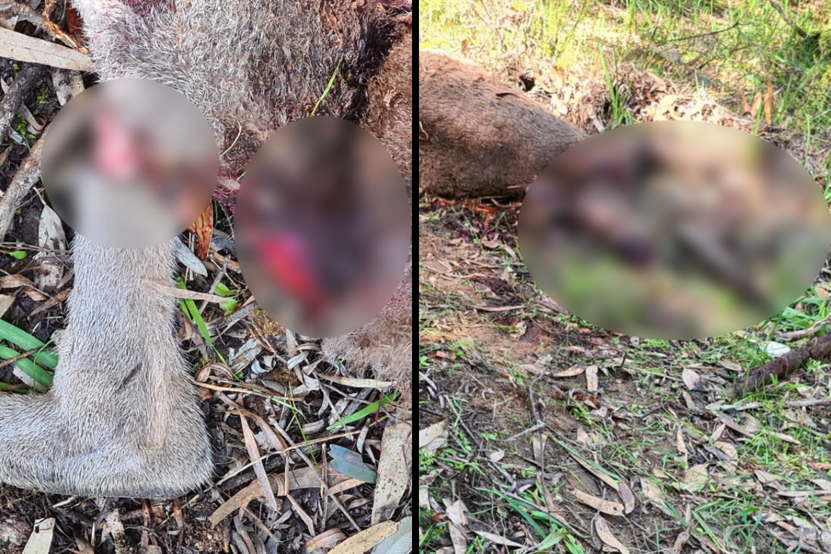 Article image for RSPCA needs help to hunt down ‘heinous’ kangaroo abusers