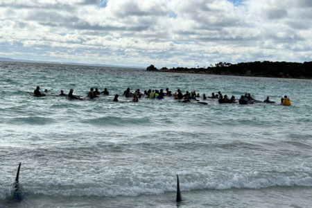 Tragic end to the Albany mass stranding