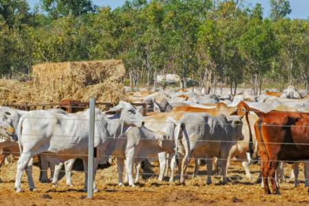 Farmers up in arms over Indonesia’s live export disease claims