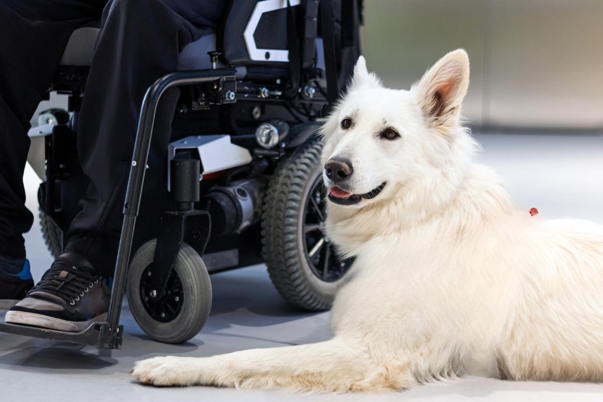Article image for Only 18% of aged care homes in Australia allow companion animals