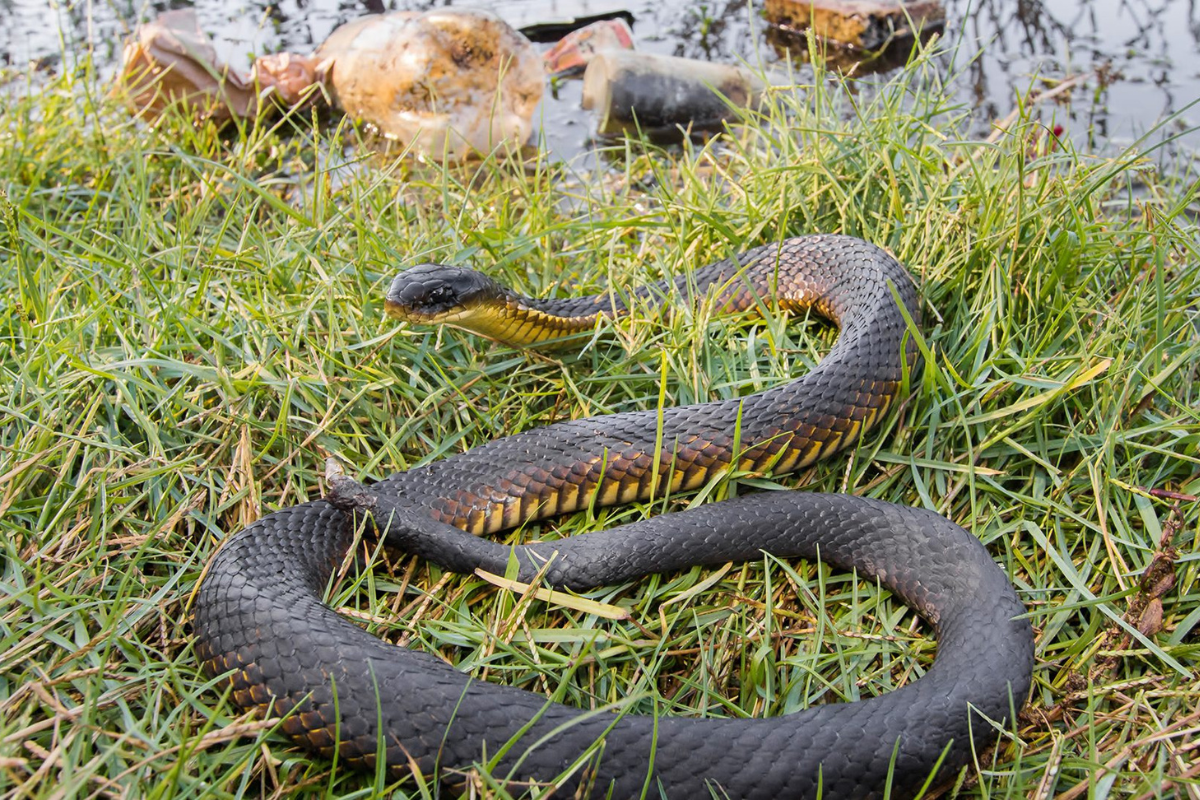 Article image for Tiger snake population under threat from chemical substances