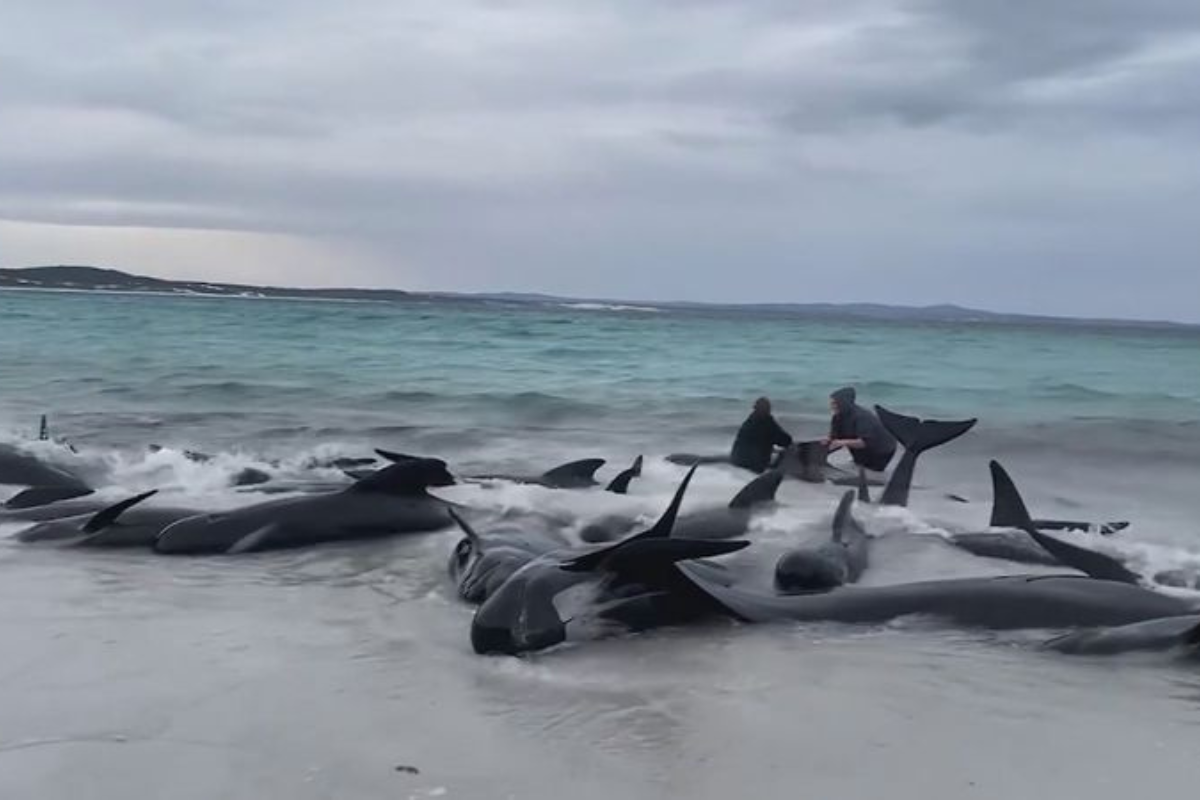 Article image for ‘Pretty grim’: locals continue struggle to save beached whales