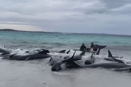 ‘Pretty grim’: locals continue struggle to save beached whales