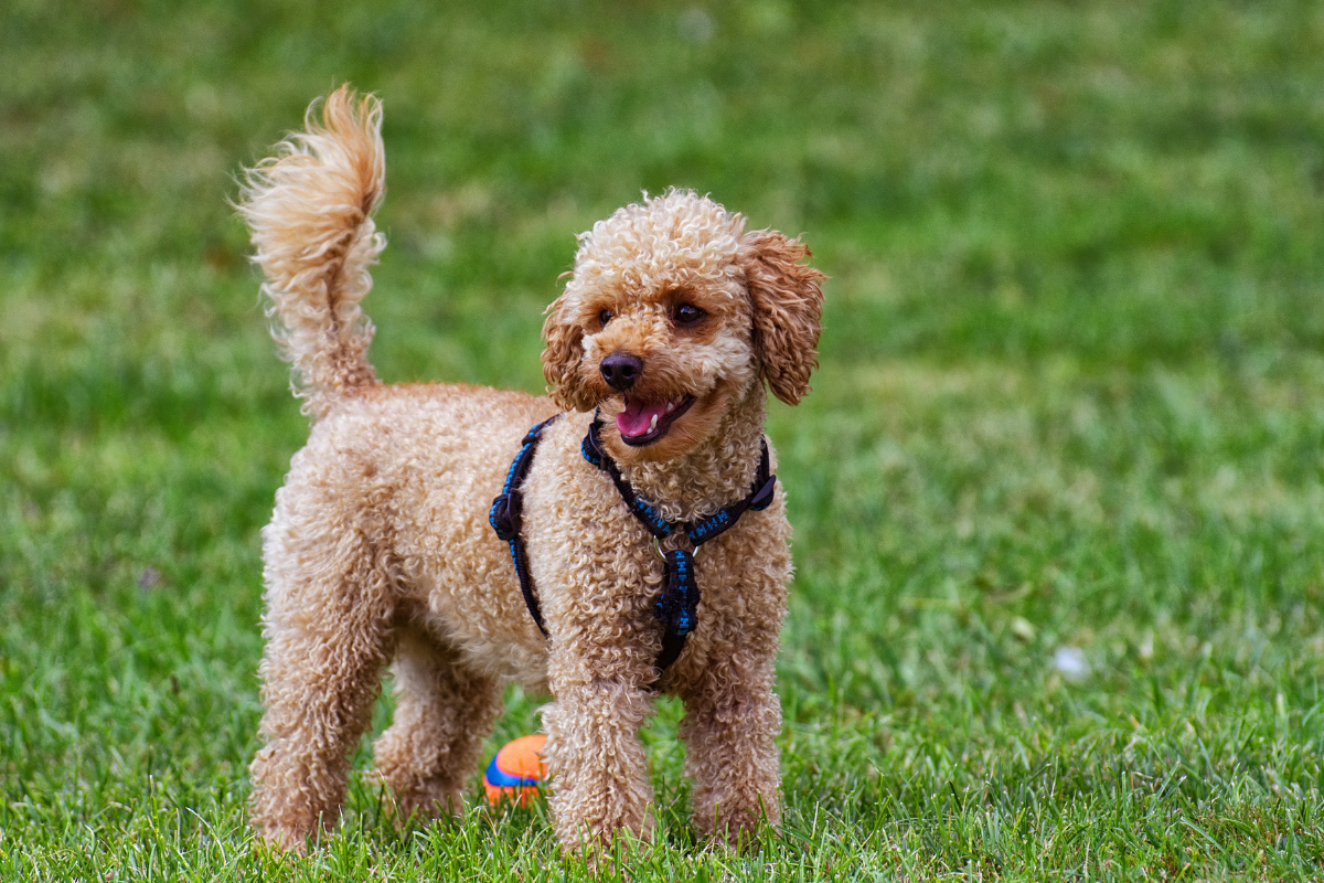 Article image for Dog anxiety has increased