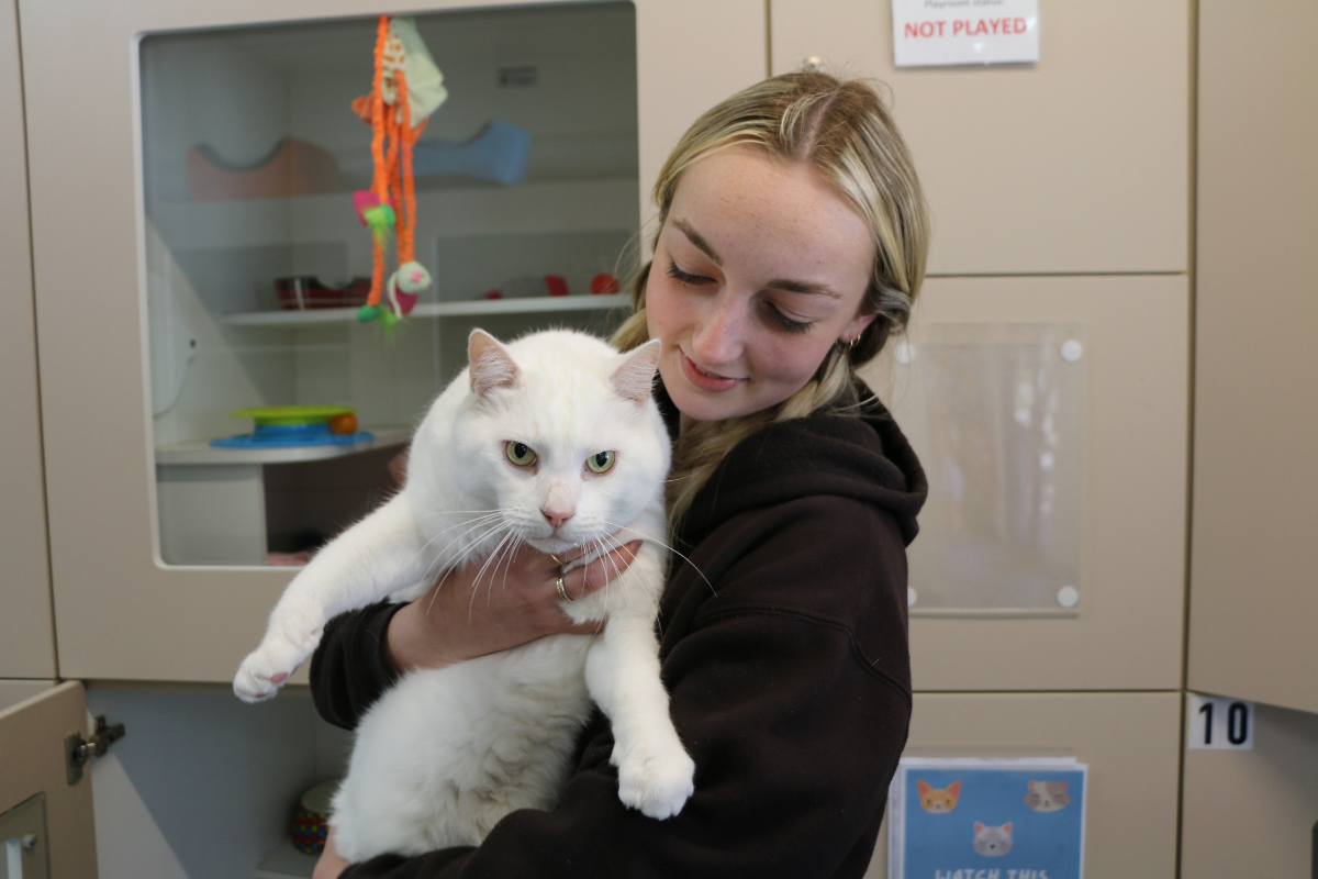 Article image for RSPCA takes beloved cat to owners funeral