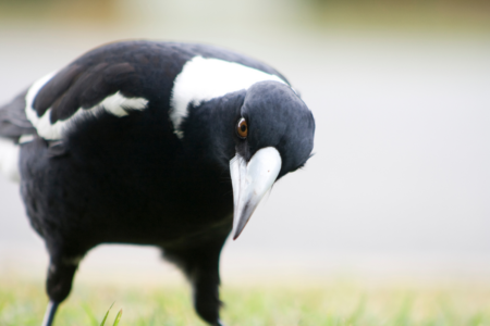 Hundreds of magpie attacks flags early start to swooping season