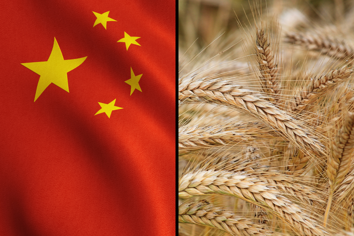 Article image for ‘Fantastic news for Australia’: China lifts 80 per cent barley tariff