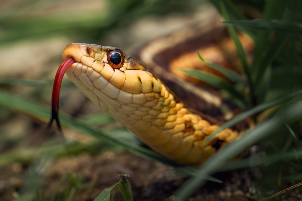 Article image for Fatal snake bite in QLD sparks warning about snakes across WA