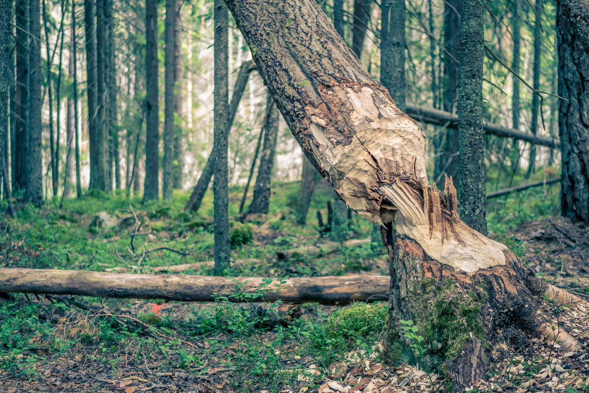 Article image for Residents in this area might have to ask permission to cut down their trees