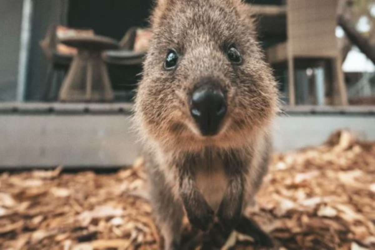 Article image for ROTTNEST REVAMP: Quokkas get their very own hospital