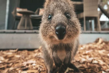 ROTTNEST REVAMP: Quokkas get their very own hospital