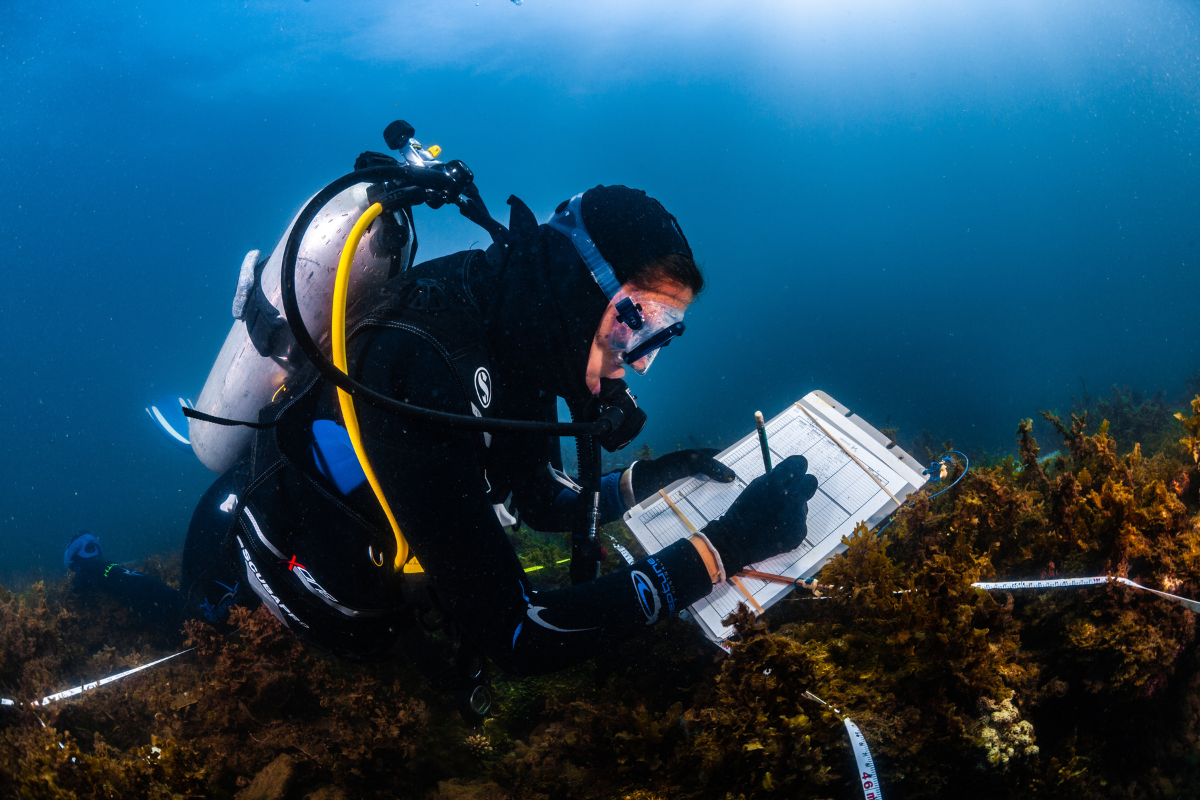 Article image for ‘Weeding’ seaweed sees dramatic improvement in coral regrowth