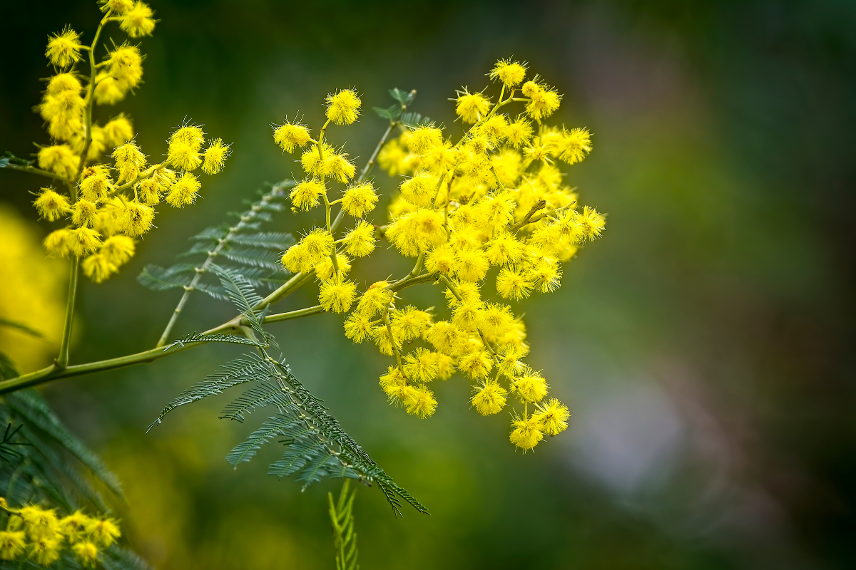 Article image for Has the wildflower season in WA disappeared this year?