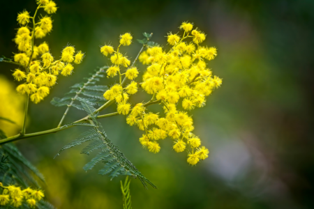 Has the wildflower season in WA disappeared this year?