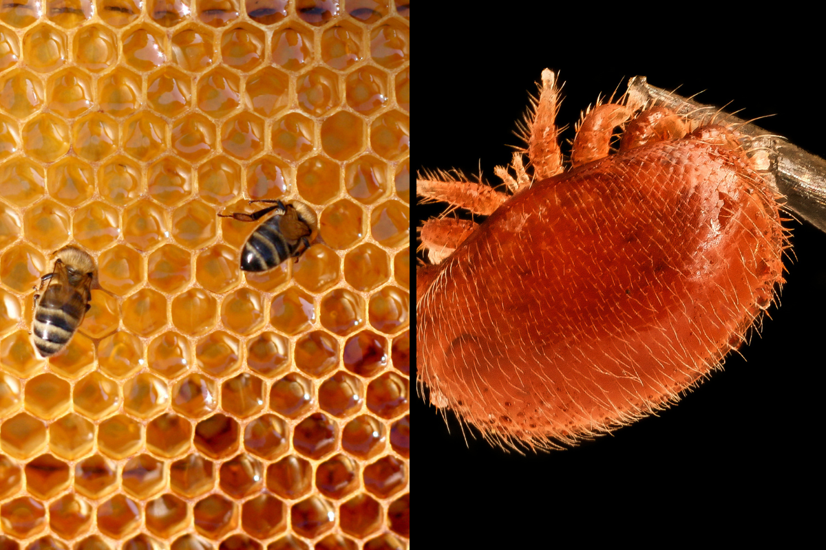 Article image for A matter of bee-ing: the slow death of bee populations threatens us all