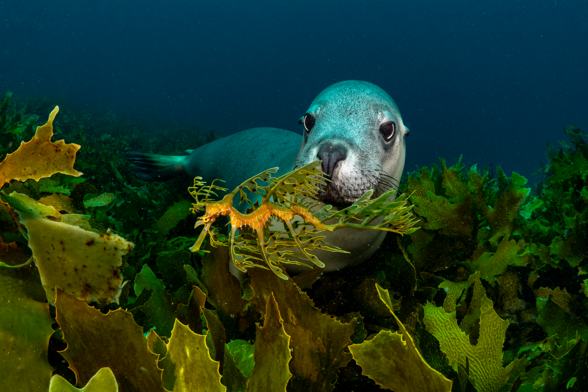 Article image for West Australians demand more protection for unique marine species