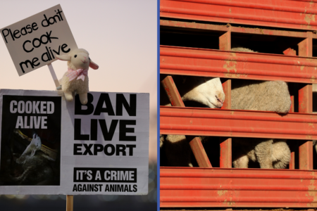 Farmers can’t give sheep away as bottom falls out of live export industry