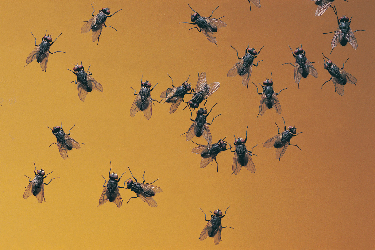 Article image for Shoo, fly: Entomologists warn of plague proportions this summer