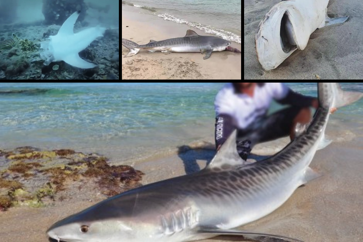 Article image for Bans to tackle ‘inherent danger’ of shark fishing