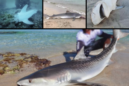 Bans to tackle ‘inherent danger’ of shark fishing