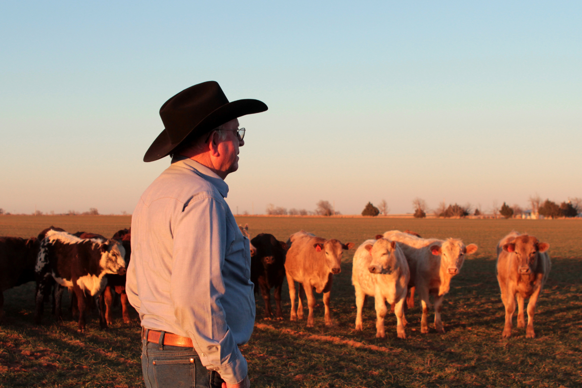 Article image for Cattle farmers’ plea to the city: ‘We’re on the edge of disaster’