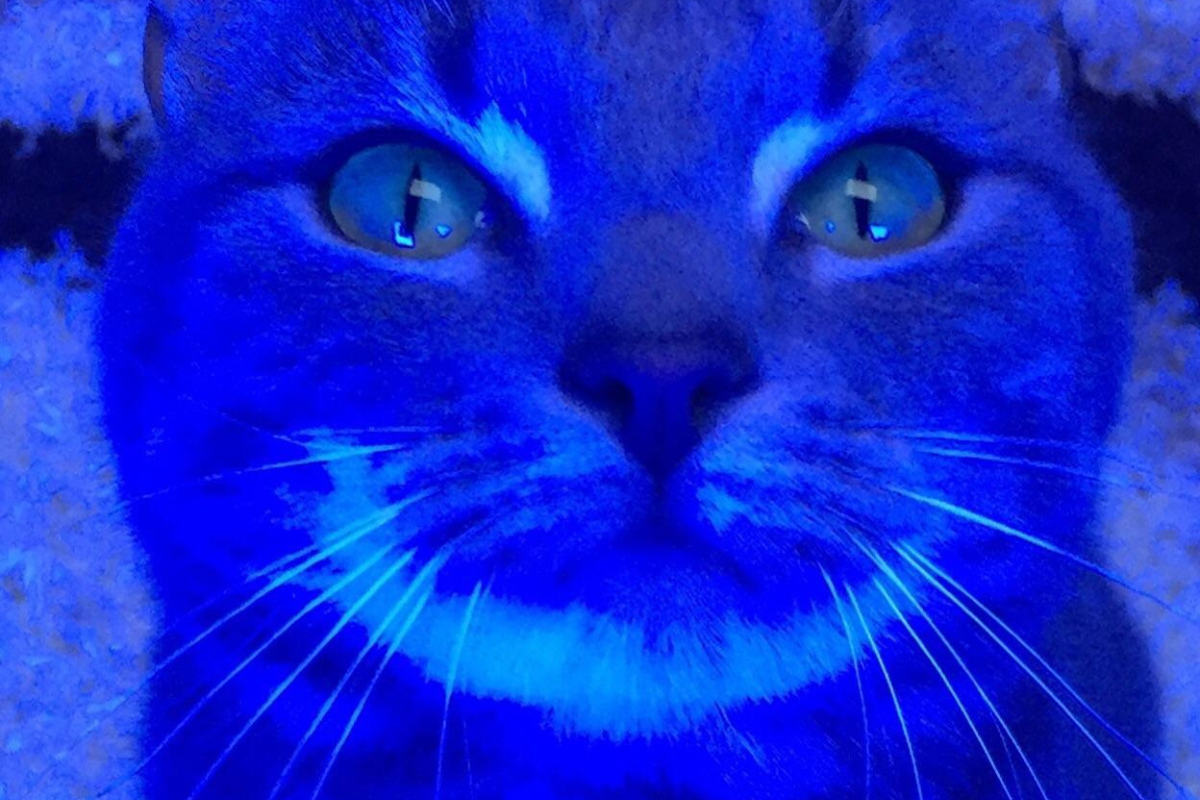 Article image for Don’t worry if your cat glows – it’s pretty normal, new study finds