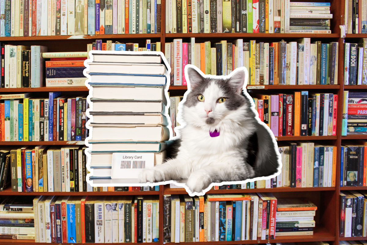 Article image for Are Perth cat libraries a purrrrfect idea?