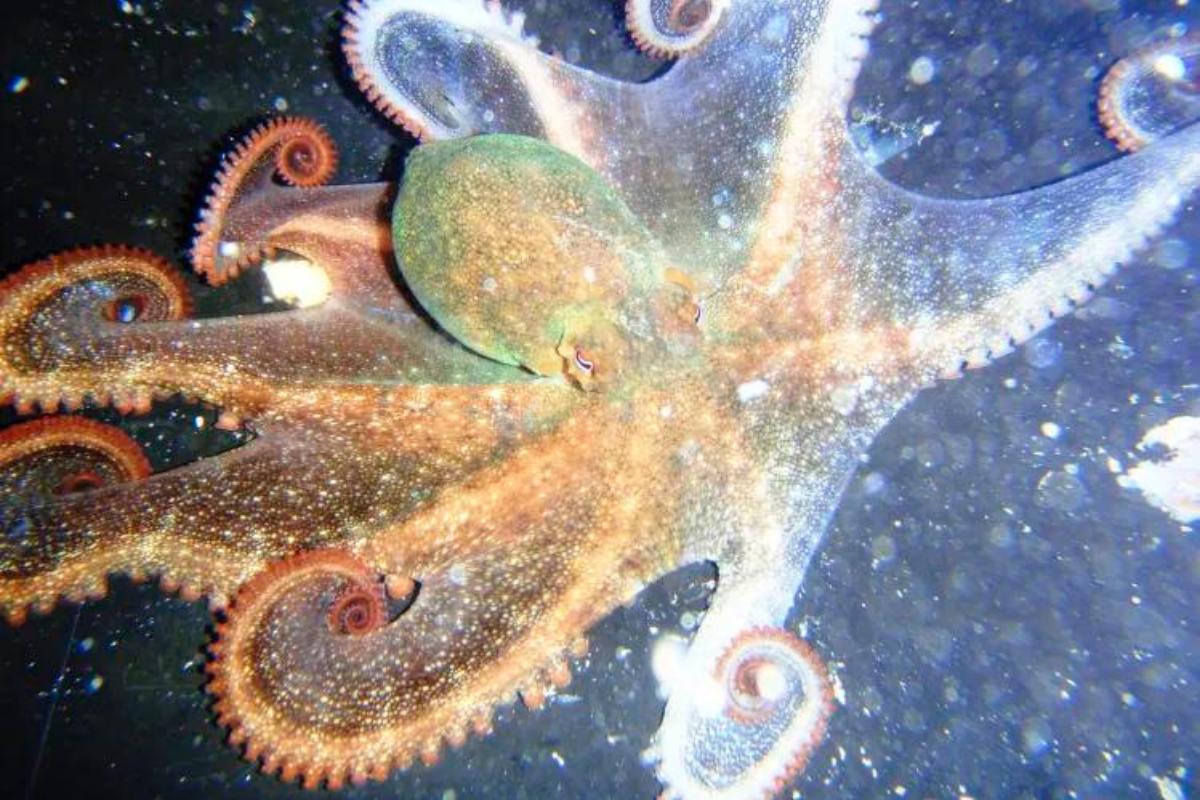 Article image for How this unique WA octopus could be the next big thing for Aussie fisheries