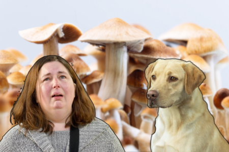 AFP using ‘Technology Detection Dogs’ at mushroom death property