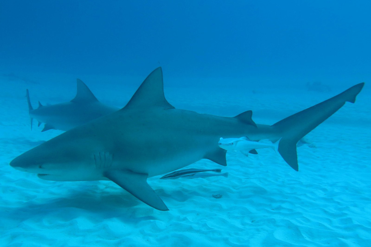 Article image for Bull shark numbers a mystery as industry strives to understand their behaviour