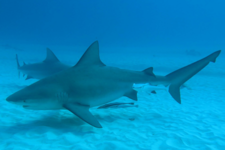Bull shark numbers a mystery as industry strives to understand their behaviour