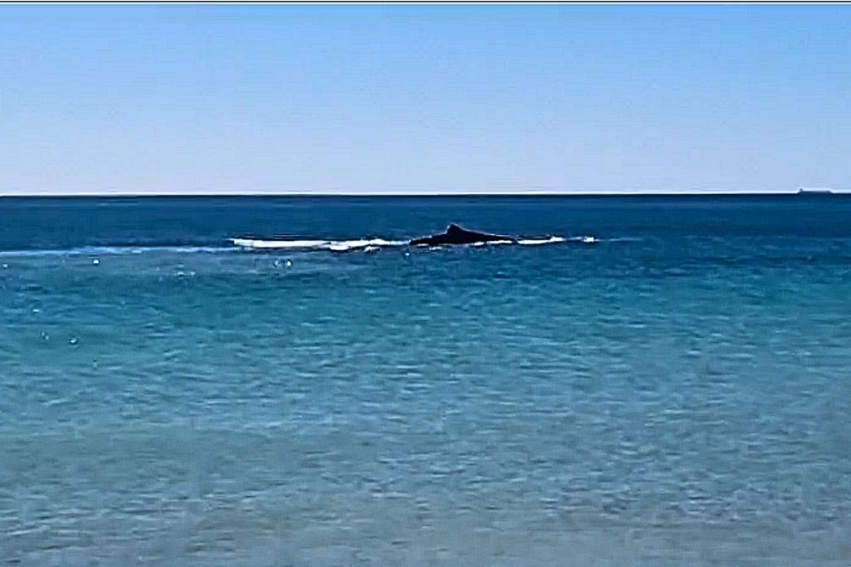 Article image for Viral whale sighting takes tragic turn, but hope is still high for survival